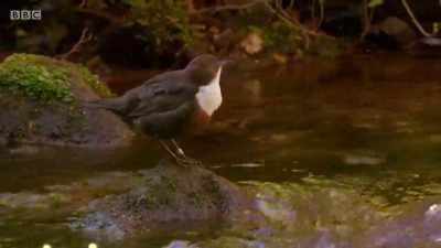 But this is the behaviour
that gives dippers their name. - Wales: Land of the Wild