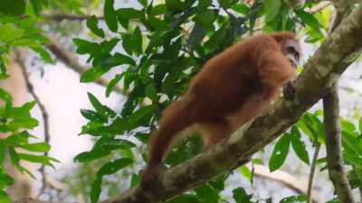 But this isn't called a
rainforest for nothing. - The Secret Lives of Animals