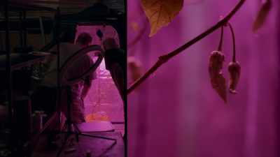 But it is a Naga Bubblegum, - Superhot: The Spicy World of Pepper People