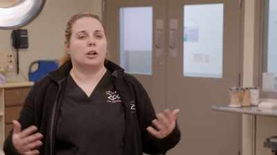 But it is an area that
could develop arthritis - Secrets of the Zoo