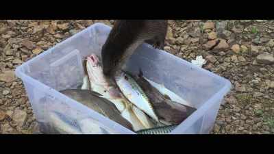 But it was clear Molly was
getting stronger by the day. - Billy & Molly: An Otter Love Story