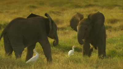 But when it comes to fighting now,
Tembo is a liability. - Serengeti
