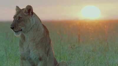 But it is no longer
with its true parents. - Dynasties
