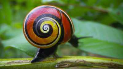 But it is not by any means
the only snail that is - Attenborough's Life in Colour