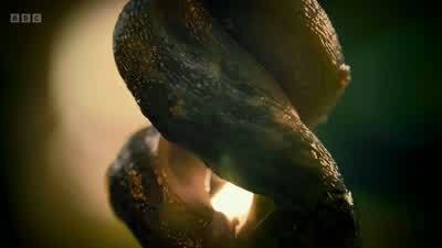 But it only leads to one thing - more slugs. - Wild London