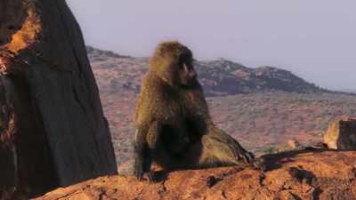 But it's a demanding job - The Secret Lives of Animals
