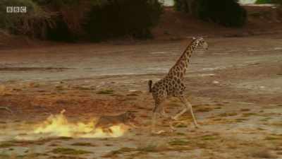 ..but it's being chased into a trap. - Planet Earth: A Celebration