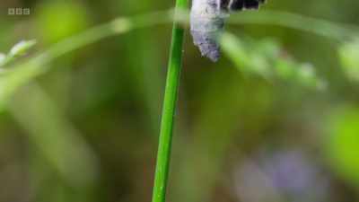 But once its extraordinary
life cycle was understood, - Wild Isles