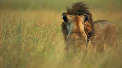 But it's growing appetite
will soon force both parents - Dynasties