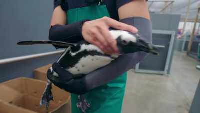 But it's impossible to prove himself... - Penguin Town