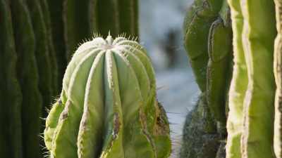 But it's not just the
bird guano that influence - The Green Planet