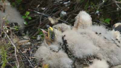 But it's not just the
charismatic predators they study. - Wild Isles