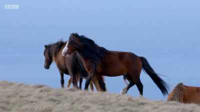 But it's not just the mares
he has to keep an eye on. - Wales: Land of the Wild