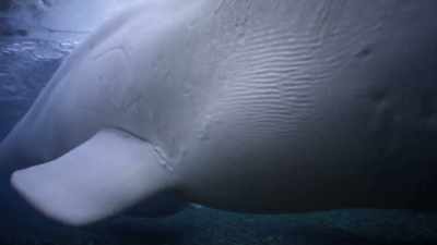 "But it's not why they're here." - Secrets of the Whales