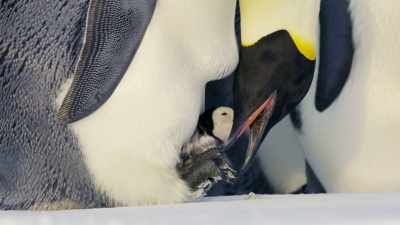 But it's only enough to keep
the chick alive for a few days. - Dynasties