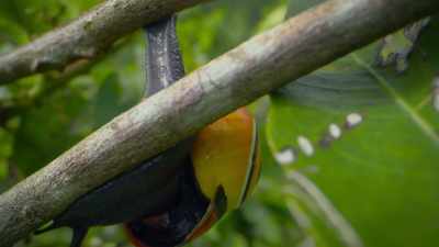 But it's particularly
marked among Cuban snails. - Attenborough's Life in Colour