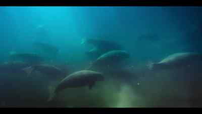 But it's recently been discovered - Our Oceans