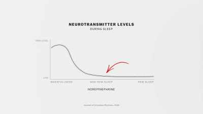 But it's still hard because during sleep, - The Mind, Explained