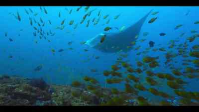 But it's the mantas
that need the most help healing. - Our Oceans
