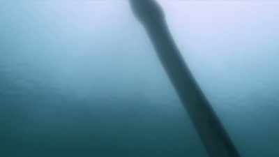 But if it's true, how did
these creatures get here? - The Alaska Triangle