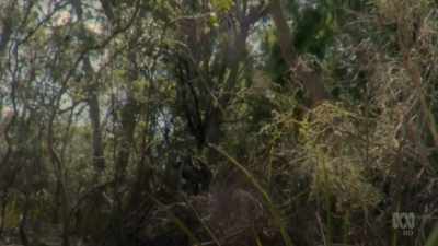 But jack jumpers have
a surprising way - David Attenborough's Tasmania