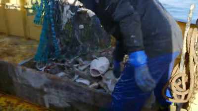 But Jack's first haul is
far less lucrative... - Cornwall: This Fishing Life