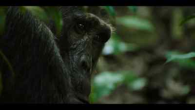 But Jackson is well aware - Chimp Empire