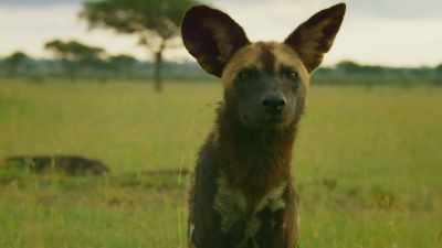 But Jasari would never
hunt in water. - Serengeti