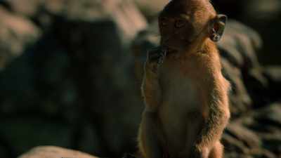 But just because a macaque
can learn to shuck oysters - One Strange Rock