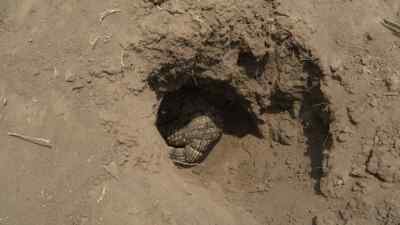 But just to be on the safe side,
the Simosuchus digs even deeper. - Prehistoric Planet