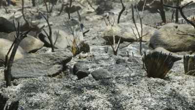 But just four days after
the flames... - The Green Planet