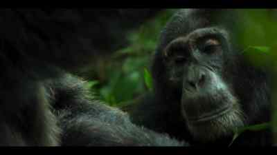 But just as important - Chimp Empire