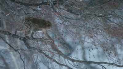 But just like him, here is another
young male outcast. - Frozen Planet II