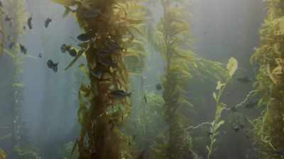 But just as we're getting
to know these forests, - Oceans: Our Blue Planet