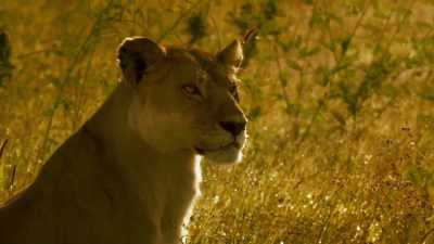 But Kali faces an impossible
dilemma. - Serengeti
