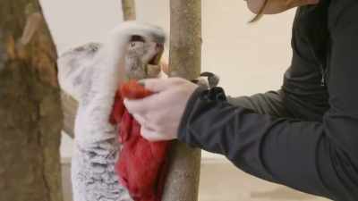 But katy has been giving us - Secrets of the Zoo