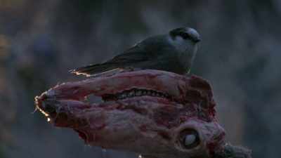 But, you know, it's like, be
careful what you wish for, - Life Below Zero: Next Generation