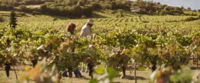But you know why the wine we make
tastes so distinctly different - Argylle