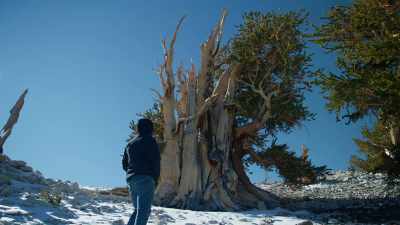 But nobody knows
the actual story - Trees and Other Entanglements