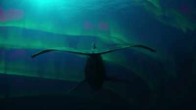 But it leads him out into the open ocean 
where the fish and crustaceans he eats  - Super/Natural