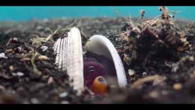 But leaving scraps lying around
is not a good idea. - Our Oceans