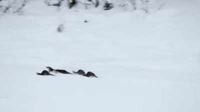 But leaving the water
means vulnerability, - Epic Yellowstone