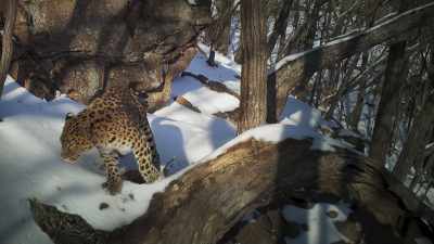 But leopards know
they must be careful. - Frozen Planet II