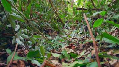 BUT LIDAR REVEALED - Lost Cities of the Amazon