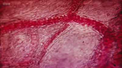 But life as a red blood cell
is hard, - The Human Body: Secrets of Your Life Revealed