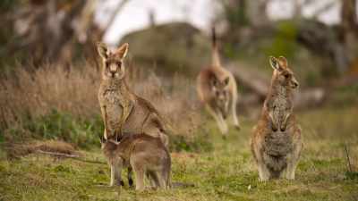 But life on these grasslands
isn't all fun and games. - The Secret Lives of Animals