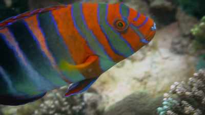 But as light filters down
through the water, - Attenborough's Life in Colour