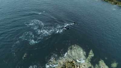 But like Viking raiders,
the orca are ruthless, - Wild Ways of the Vikings
