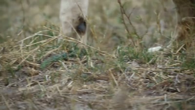 'But lions aren't the only ones
taking advantage.' - A Year on Planet Earth