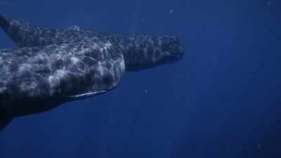 "but she listens... and learns." - Secrets of the Whales